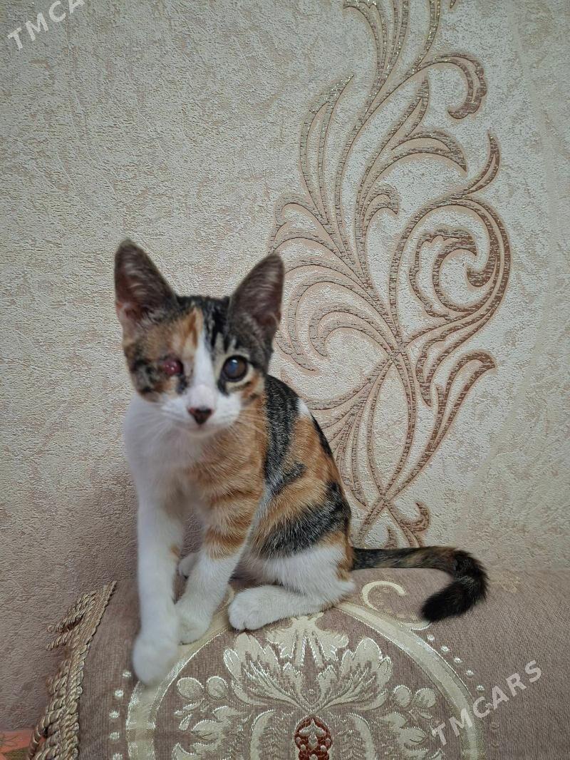 Котёнок - Хазар - img 2
