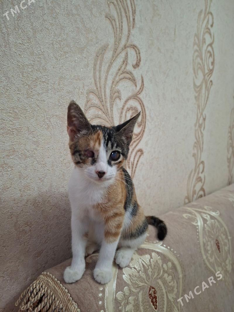 Котёнок - Хазар - img 3