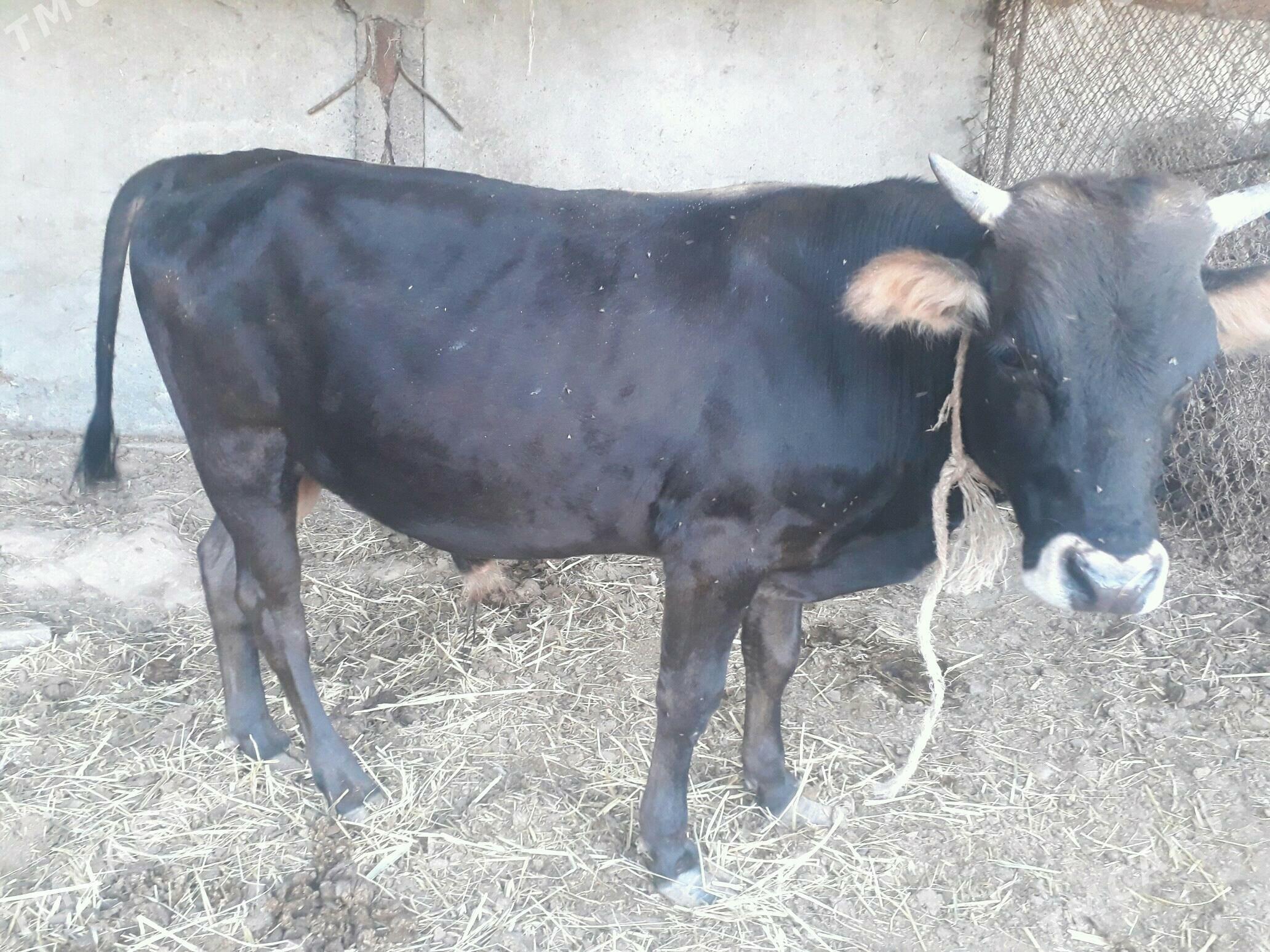 okuz satlyk - Ак-Бугдайский этрап - img 1