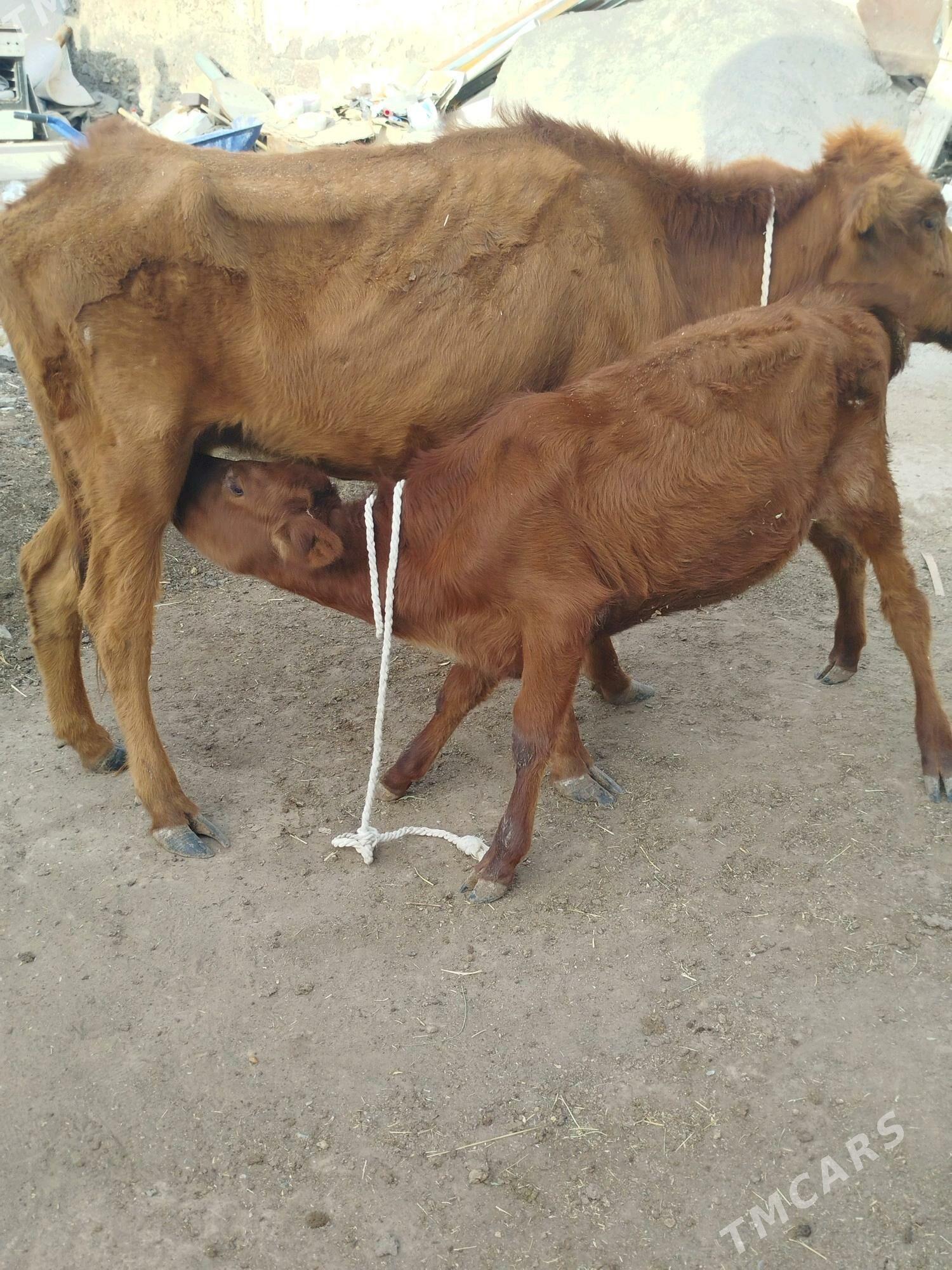 goleli sygyr - Garadamak Şor - img 2