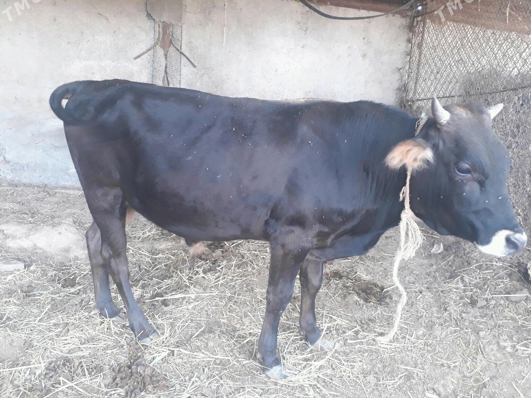 okuz satlyk - Ак-Бугдайский этрап - img 2