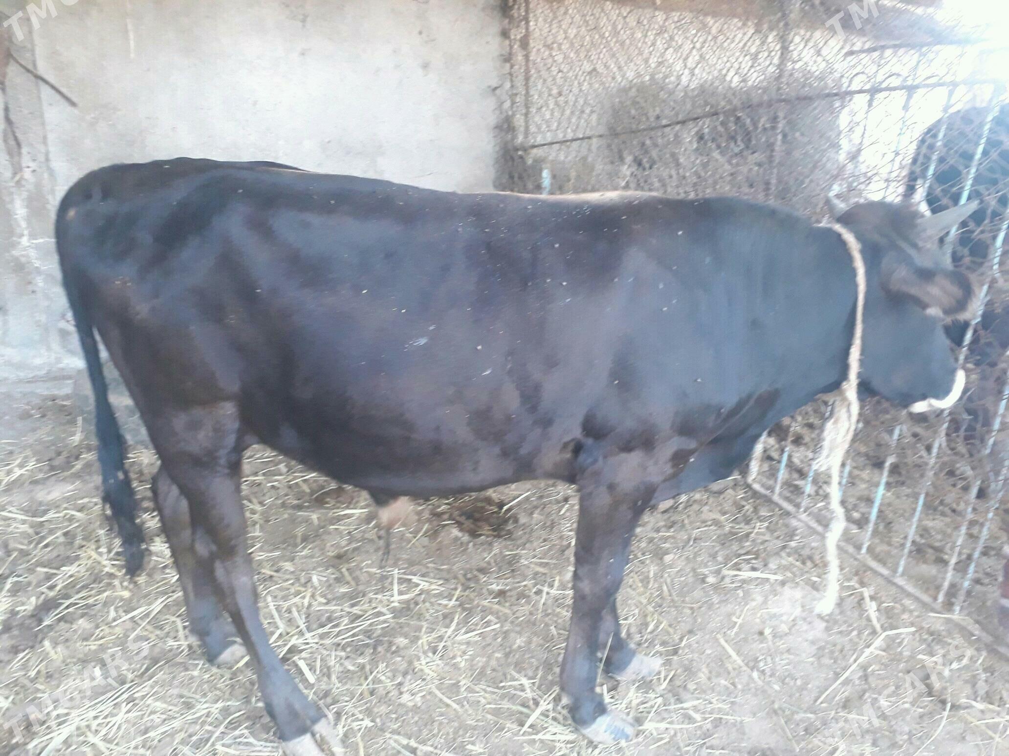 okuz satlyk - Ак-Бугдайский этрап - img 3