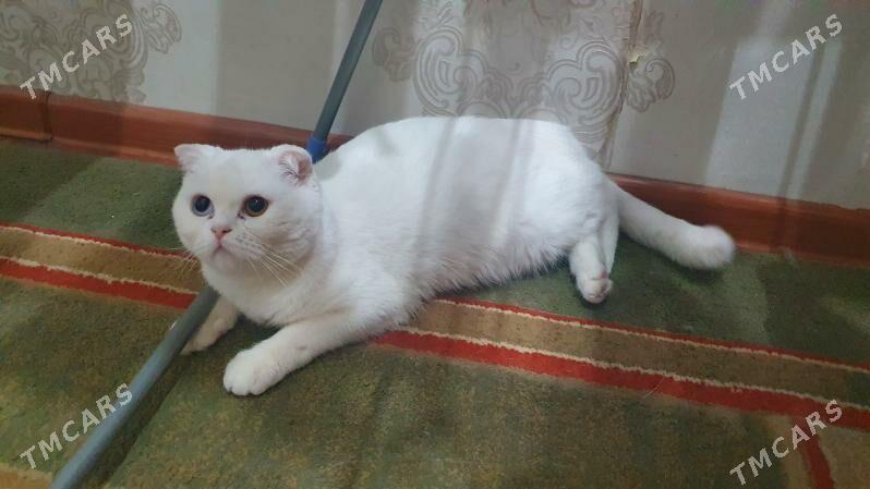Шотландские котята - Aşgabat - img 2