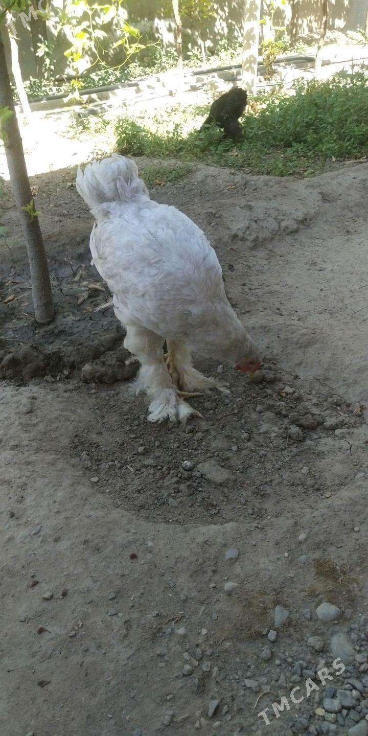 brama lavanda - Bagyr - img 3