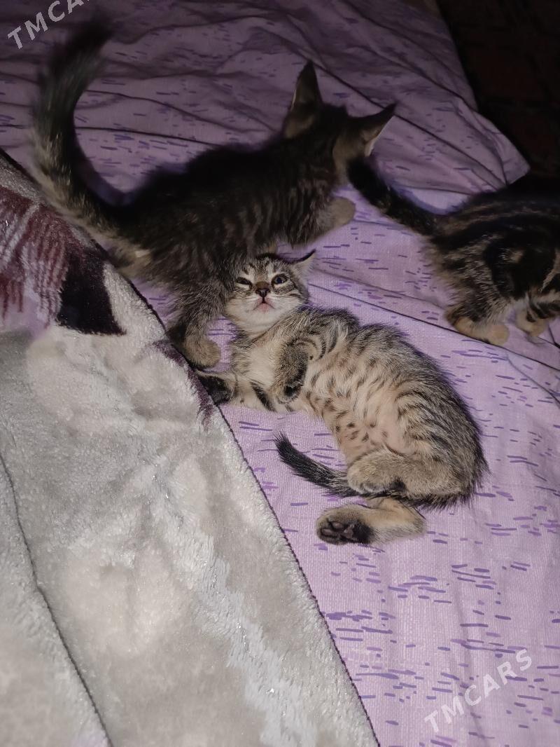 Котята - Hitrowka - img 6
