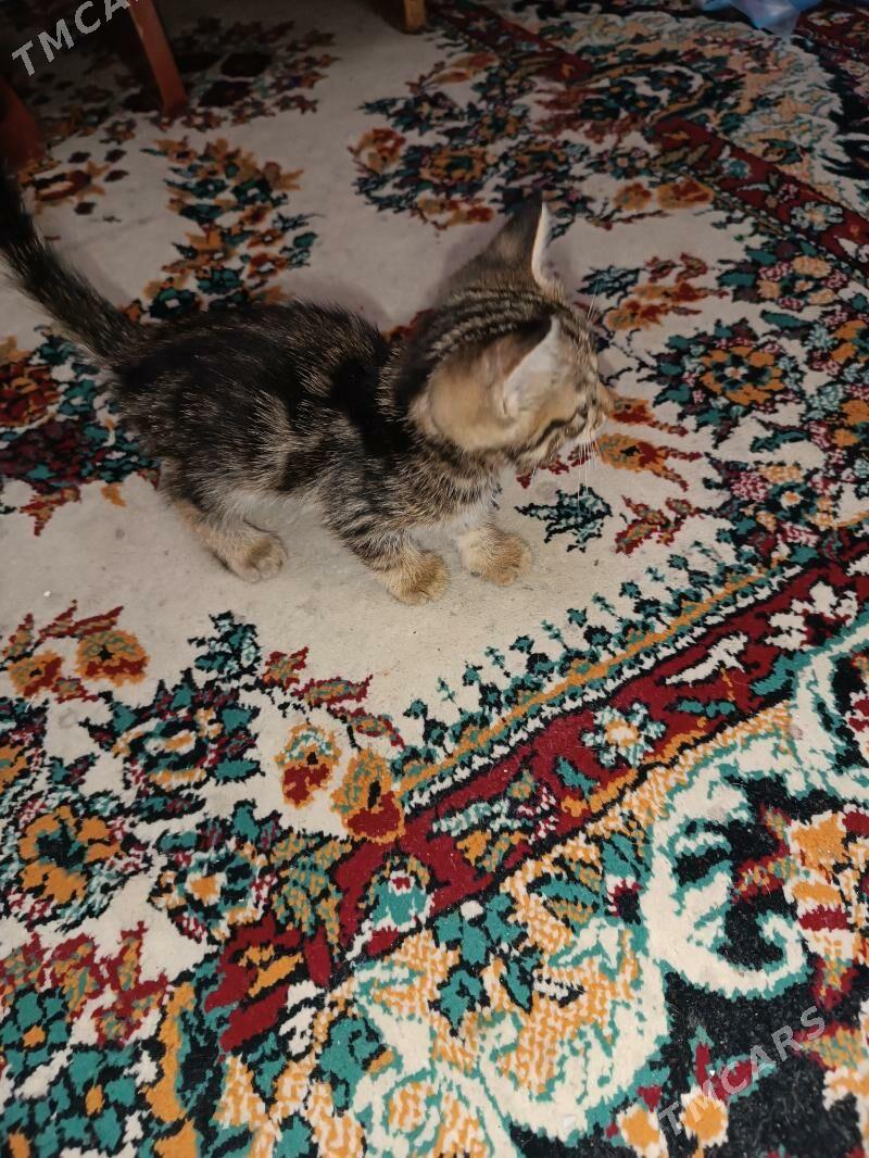 Котята - Hitrowka - img 7