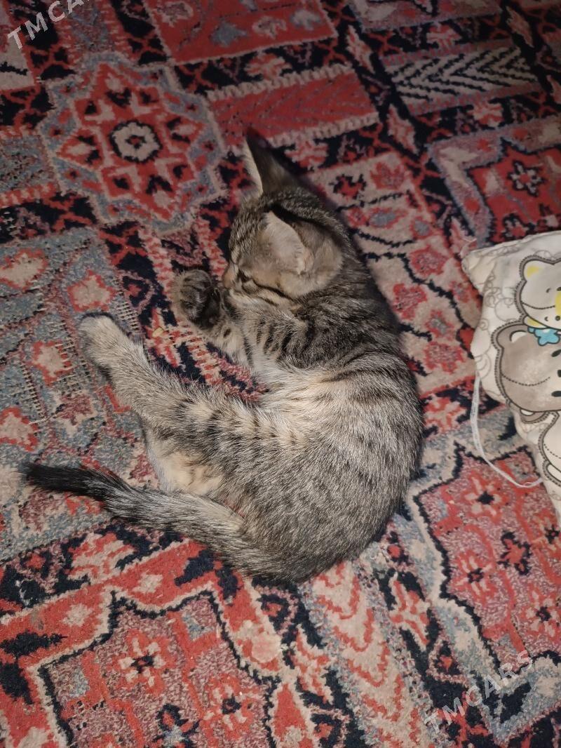 Котята - Hitrowka - img 8