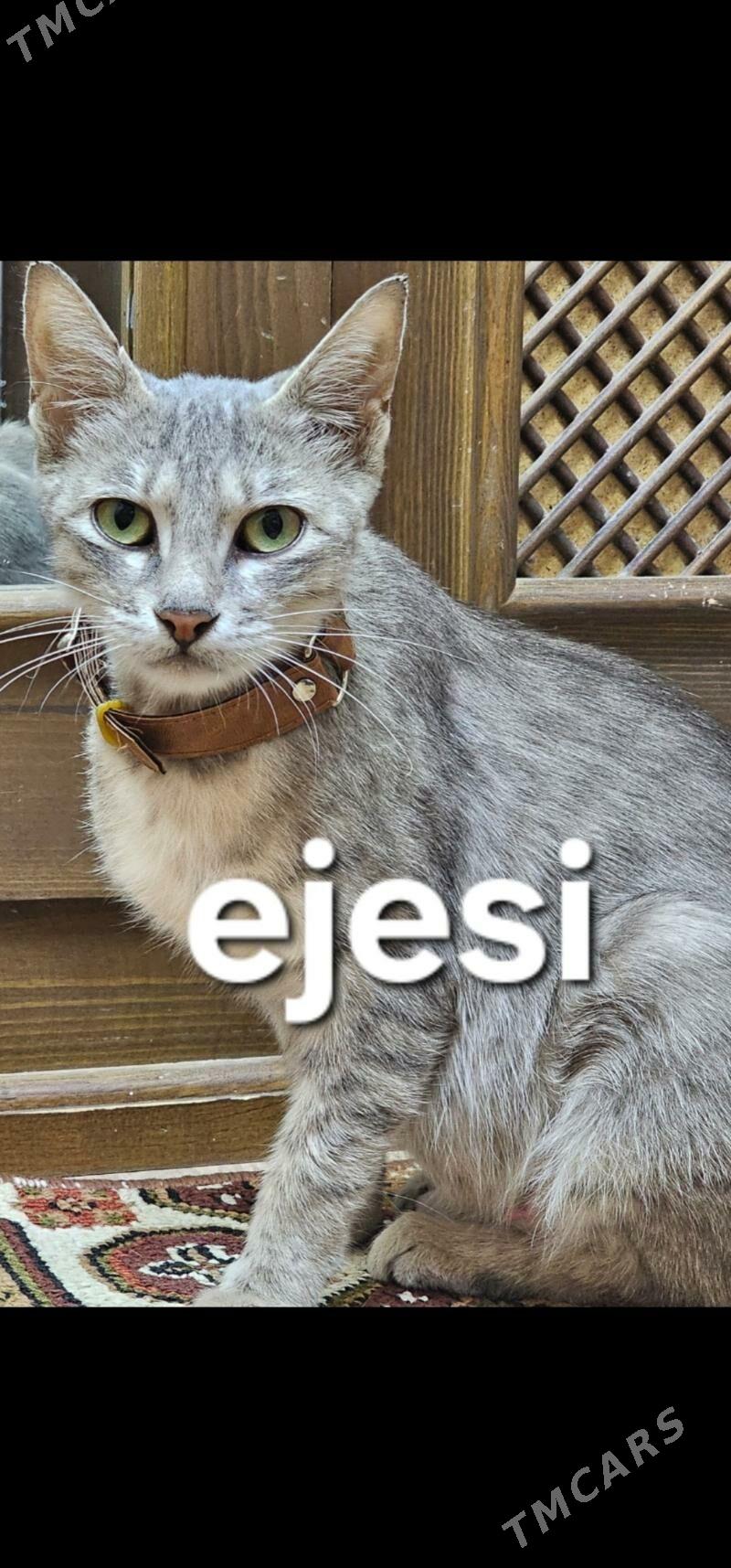 pişik,кошка - Daşoguz - img 5