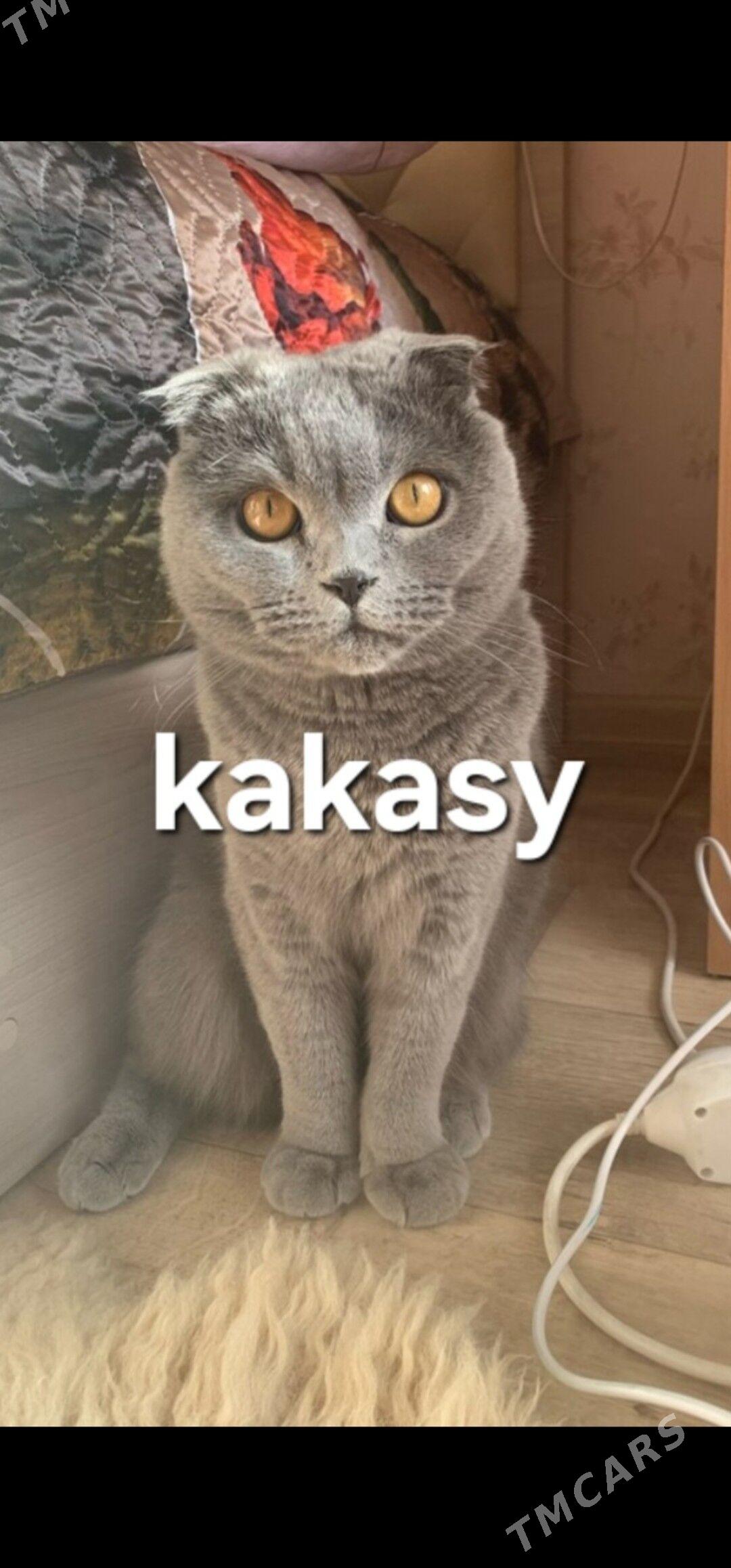 pişik,кошка - Daşoguz - img 3