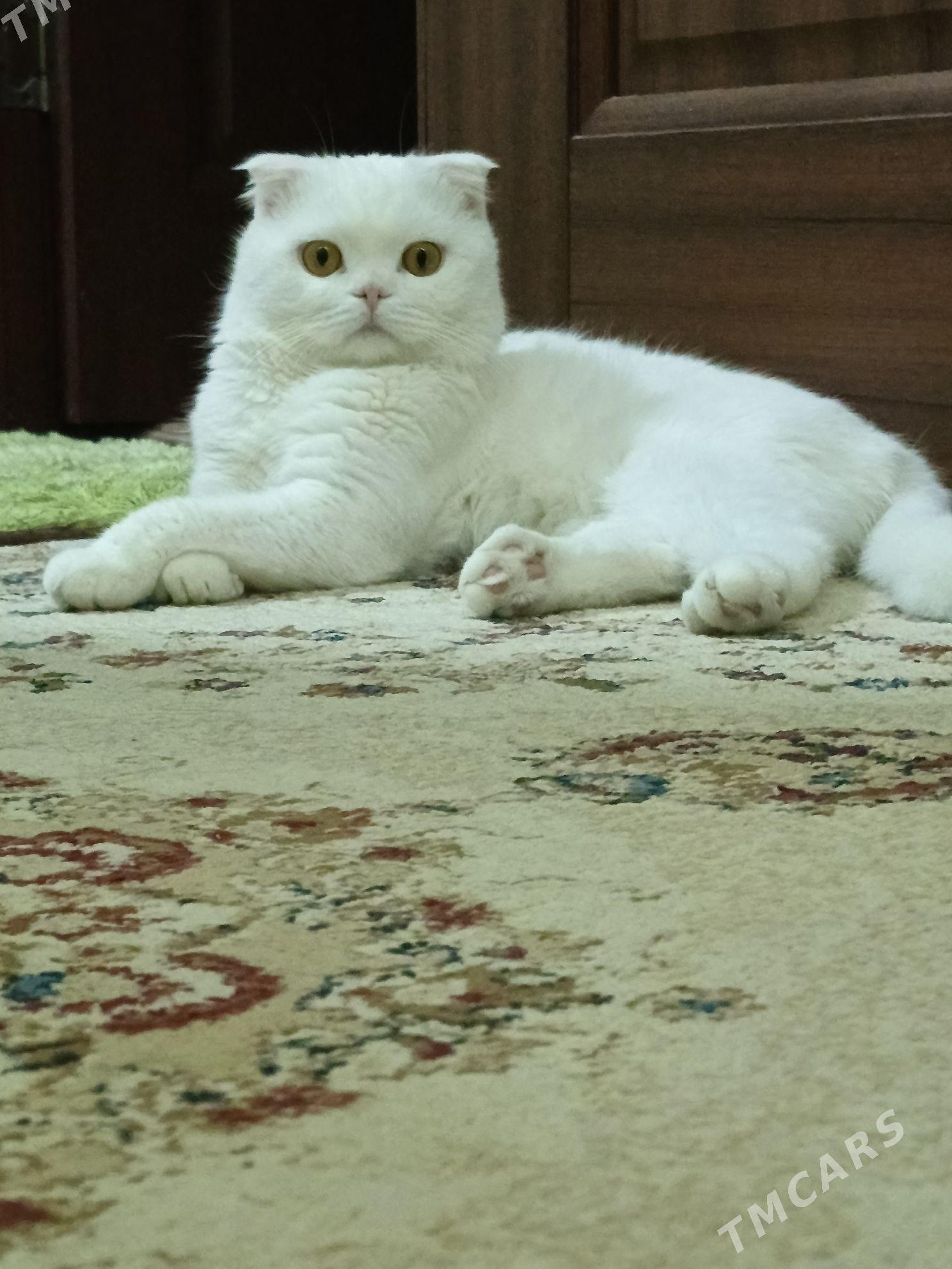 oğlan pişik - Mary - img 8