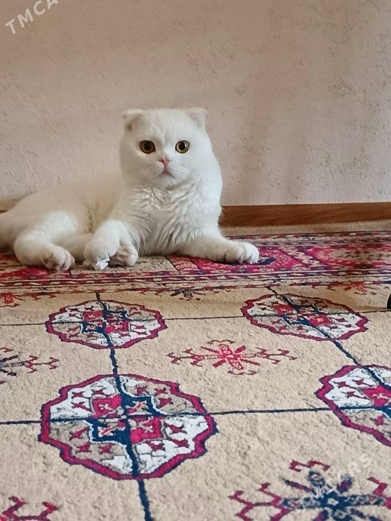 oğlan pişik - Mary - img 6