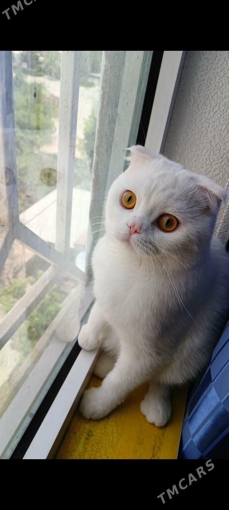 oğlan pişik - Mary - img 5