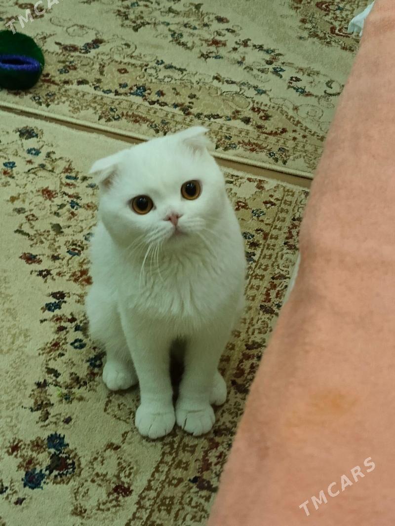 oğlan pişik - Mary - img 4