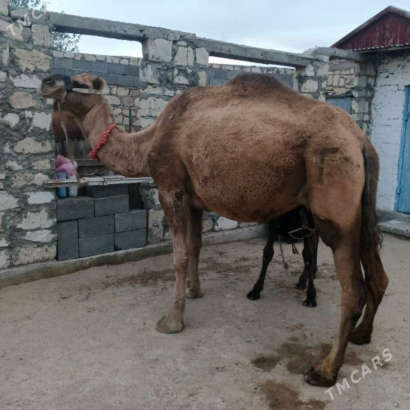 Düýe ogşukly - Балканабат - img 2