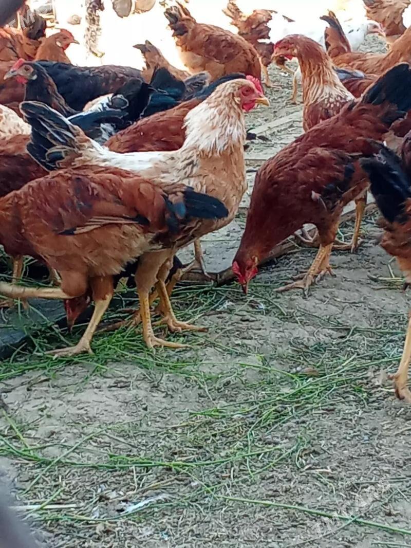 Satlyk 6 aylyk horozlar - Bäherden - img 2
