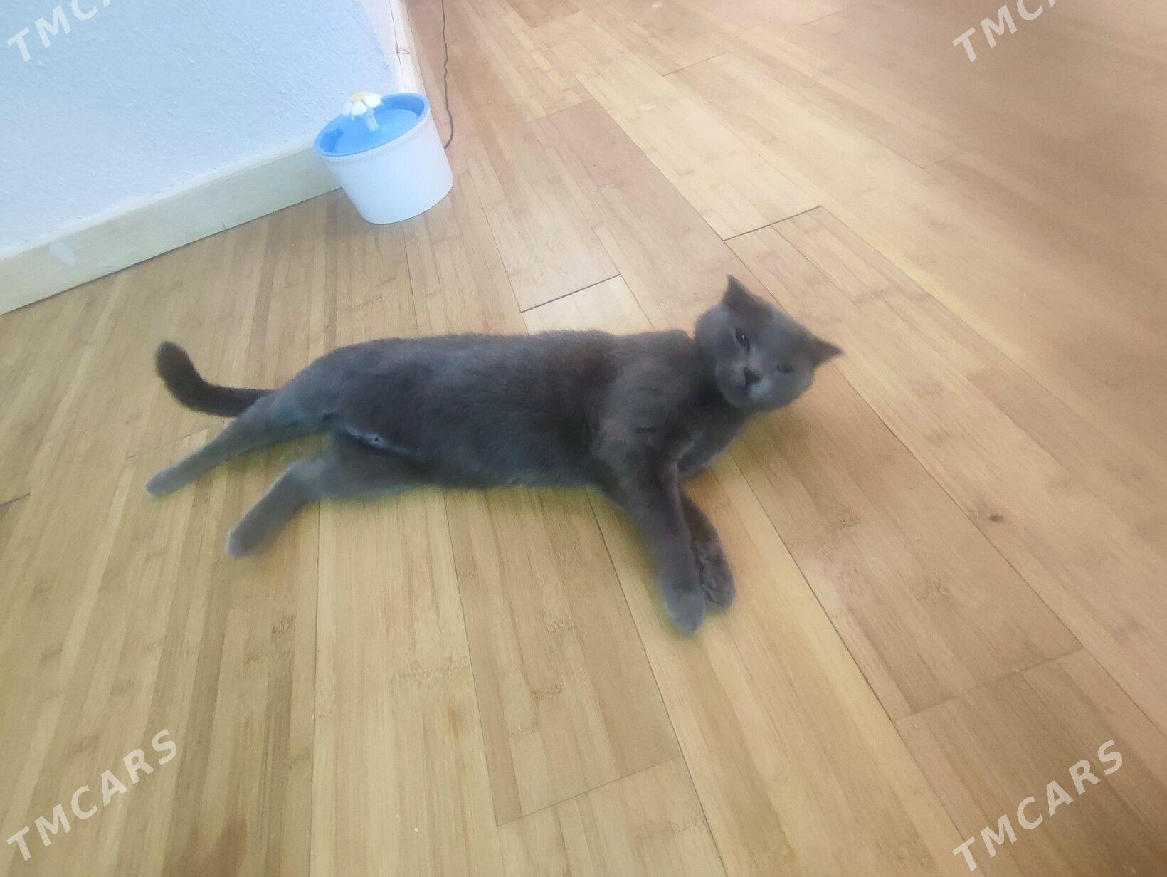 pişik - Täze zaman - img 2