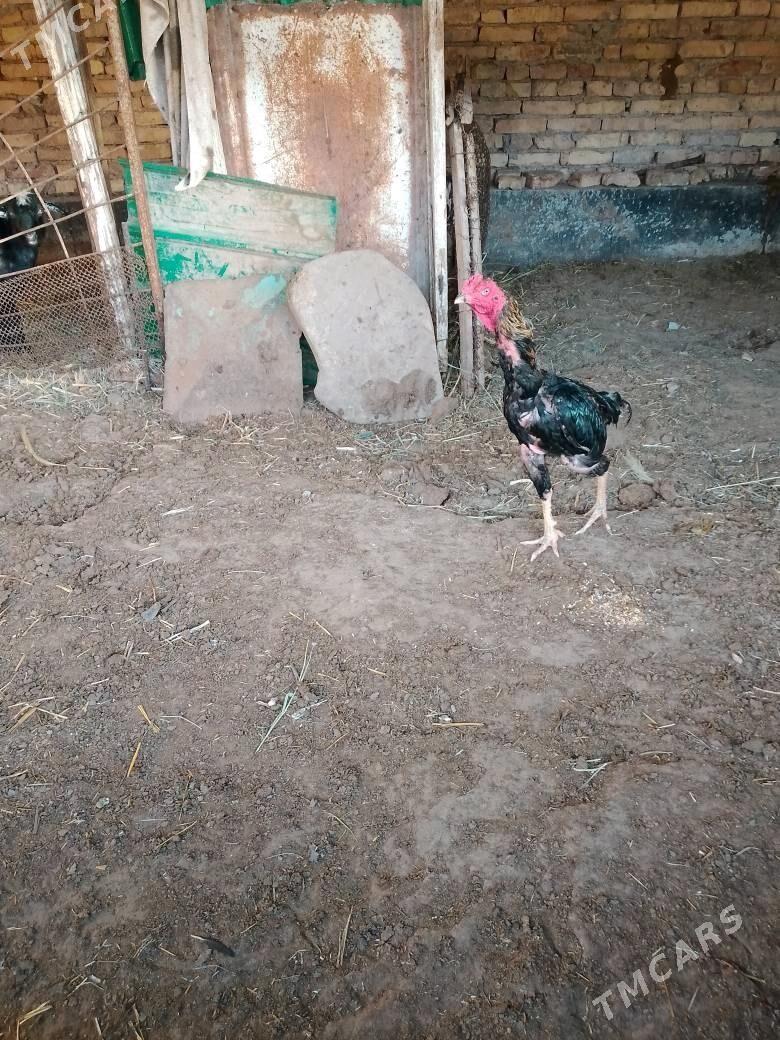 horaz - Türkmenabat - img 2