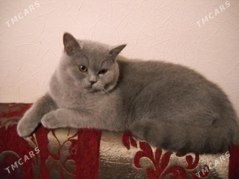 кошка - Türkmenabat - img 1