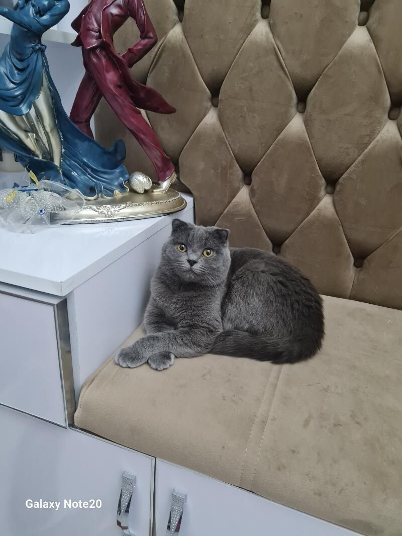 şatlanski pişijekler - Türkmenabat - img 3