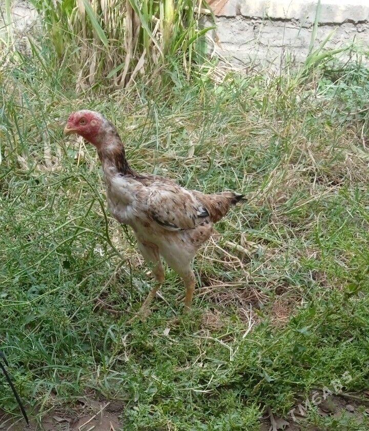 towuk - Daşoguz - img 1