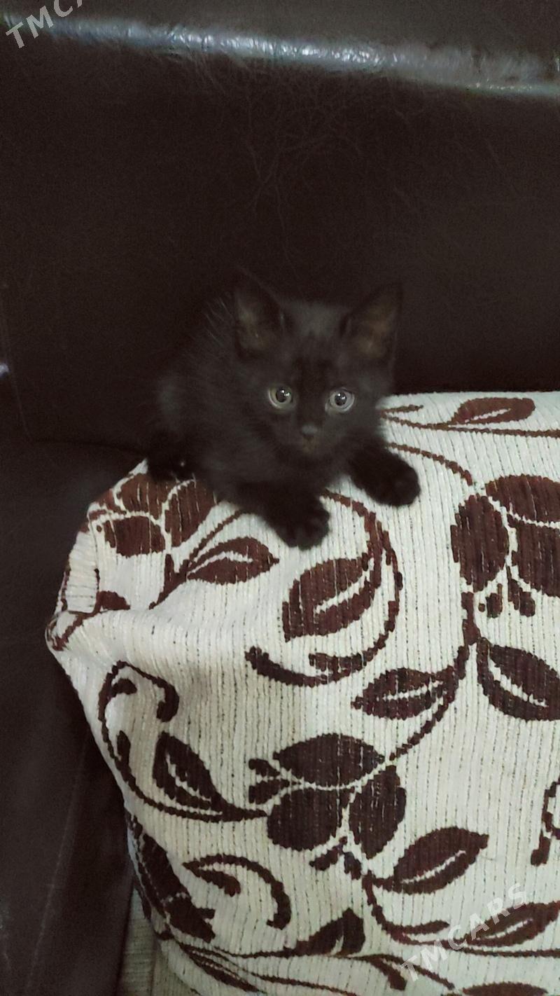 котёнок - 1 mkr - img 4