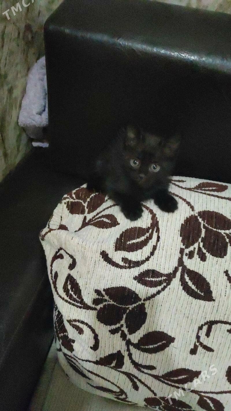 котёнок - 1 mkr - img 2