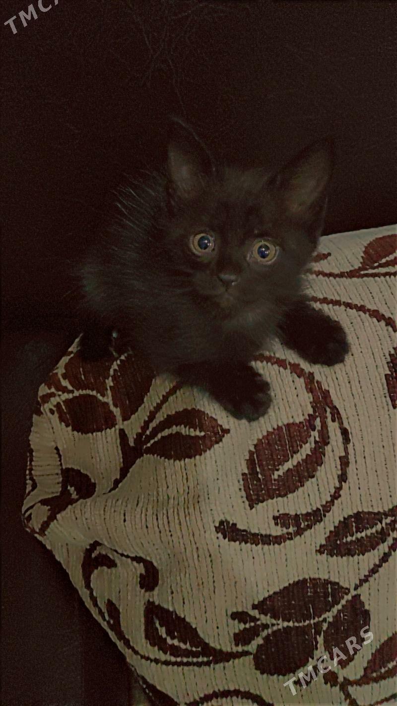 котёнок - 1 mkr - img 3