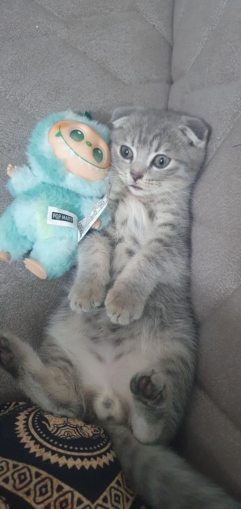 Шотландские котята - Ашхабад - img 3