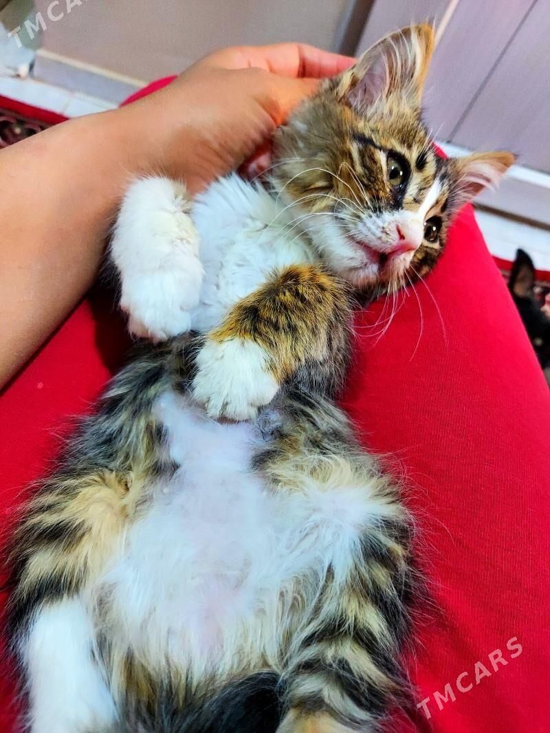 КОТЁНОК 1,5мес - Ашхабад - img 2