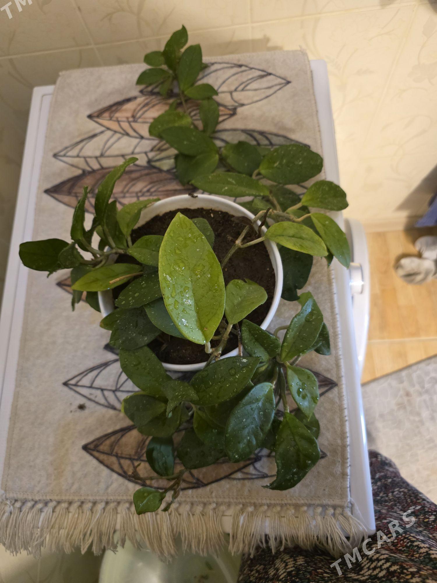 хойя - Aşgabat - img 1