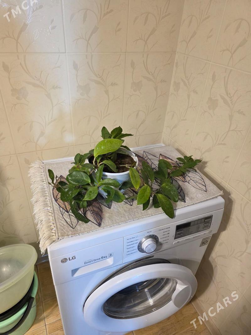 хойя - Aşgabat - img 2