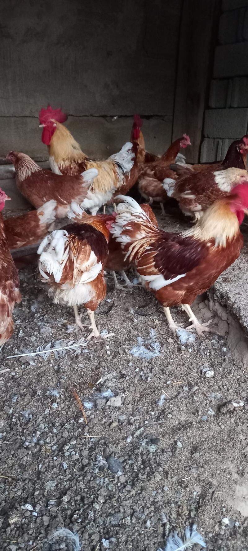 Ýumurtg Loman Sedi, Brawn, Sus - Ашхабад - img 2