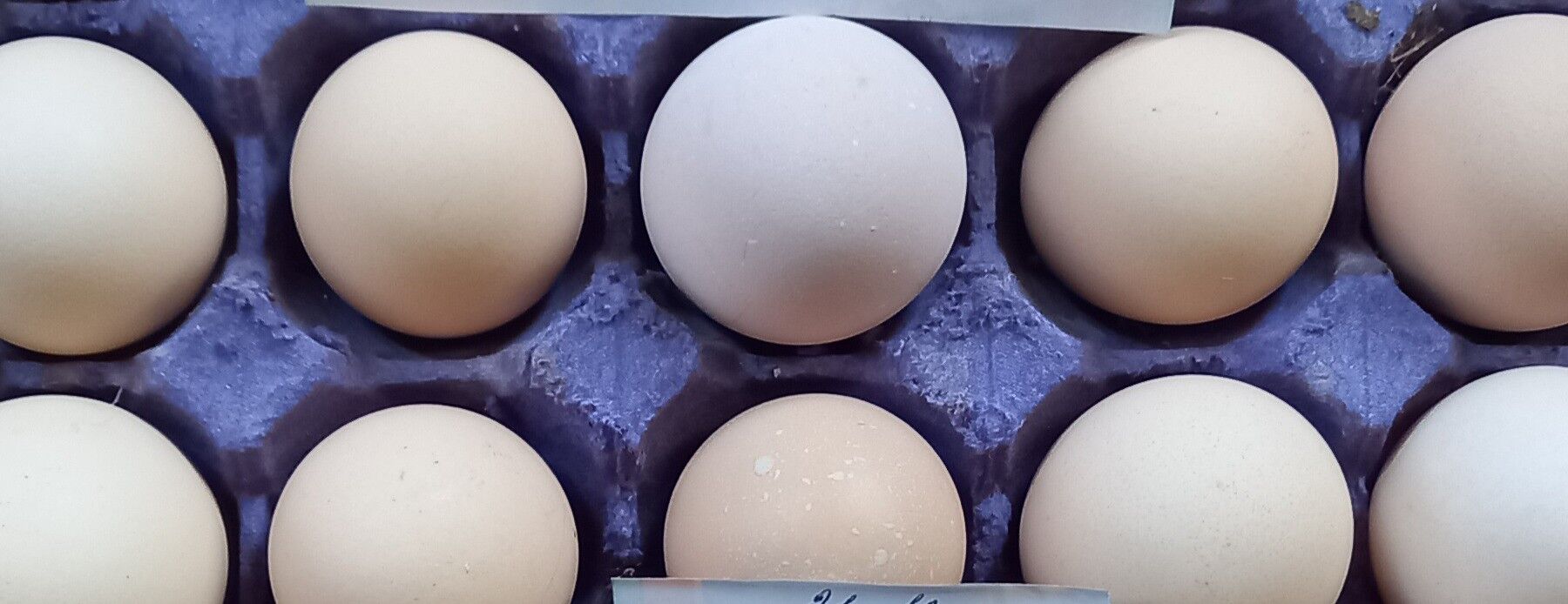 Ýumurtg Loman Sedi, Brawn, Sus - Ашхабад - img 4