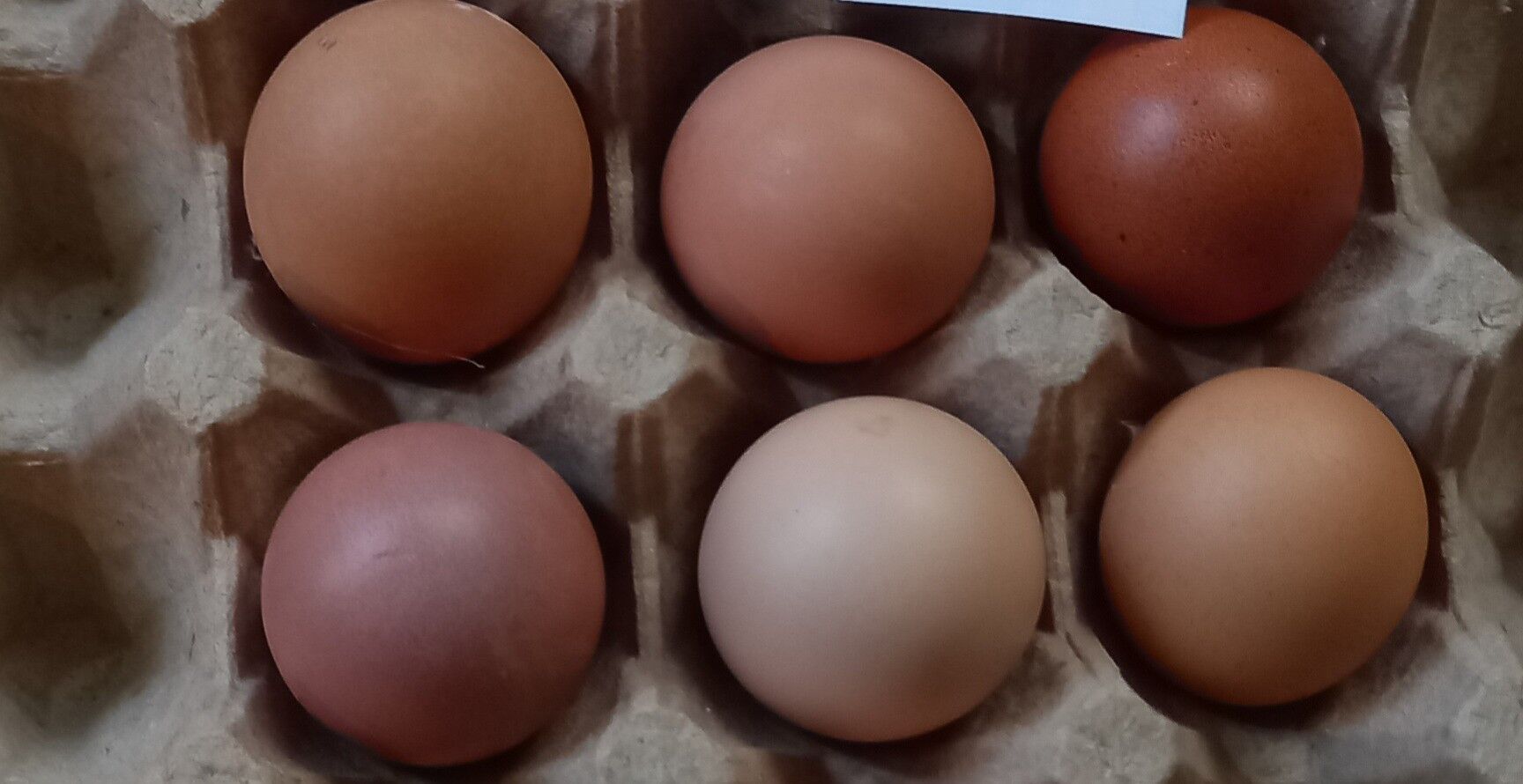 Ýumurtg Loman Sedi, Brawn, Sus - Ашхабад - img 6