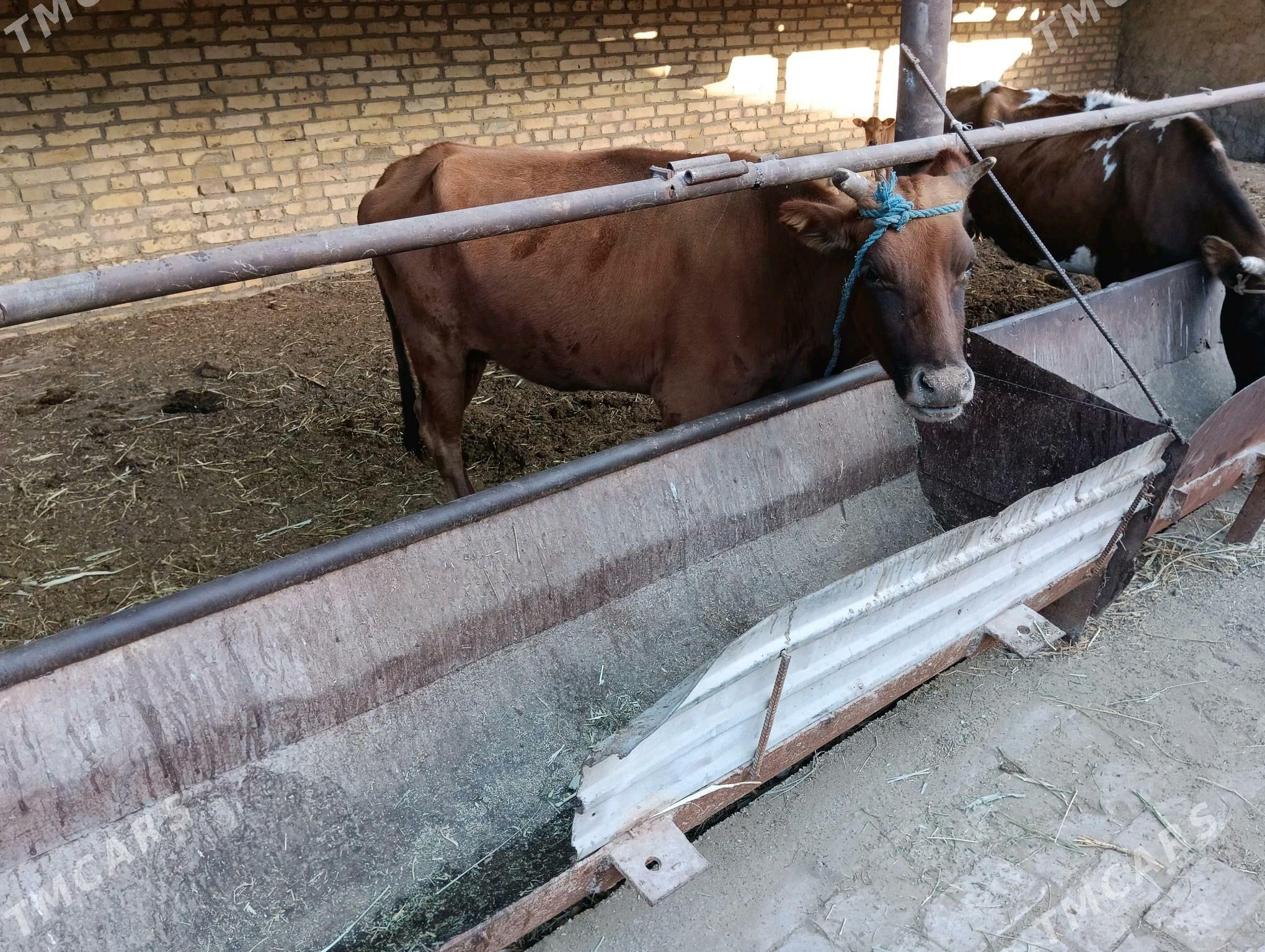 saglyk sgyr - Türkmenabat - img 2