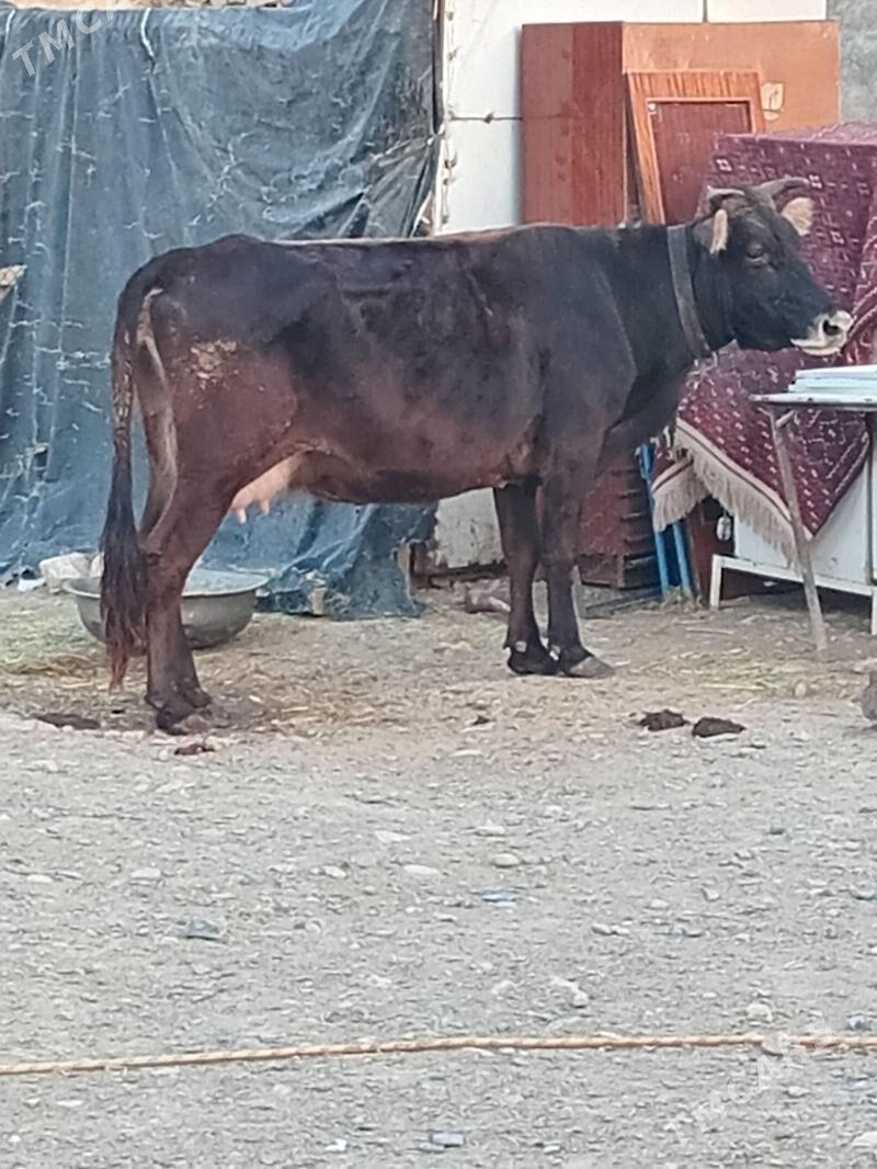 Göleli sygyr - Gyzylarbat - img 3