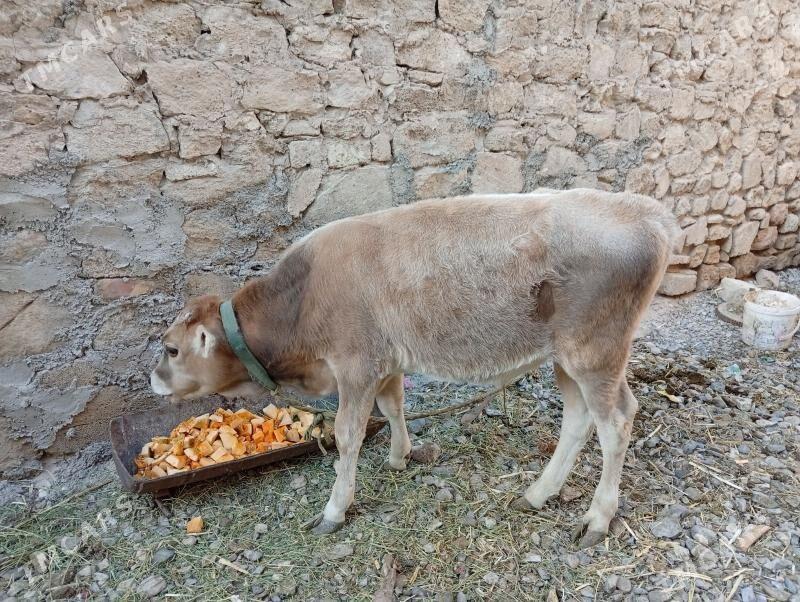 öküz - Gyzylarbat - img 2