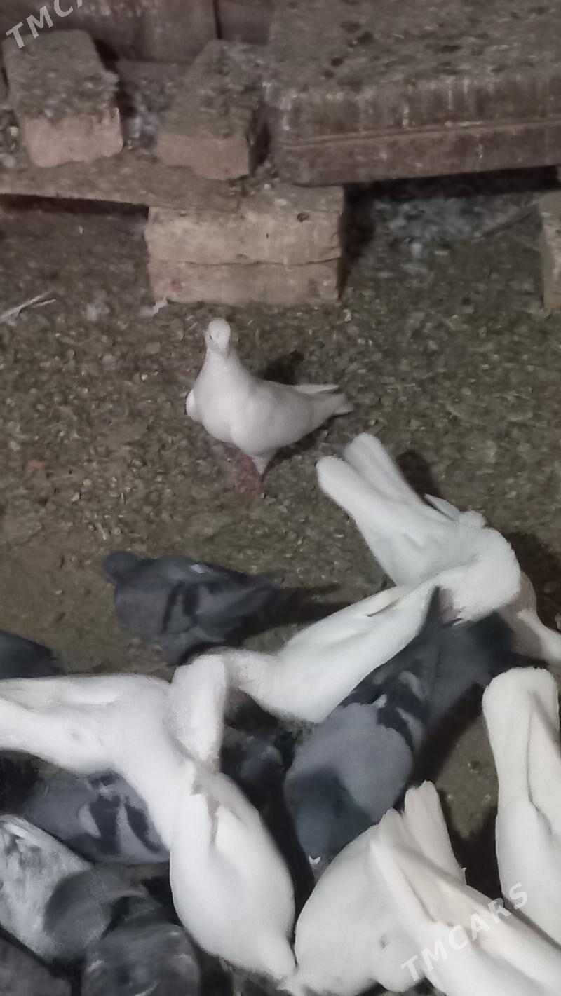guşlar - Mary - img 2