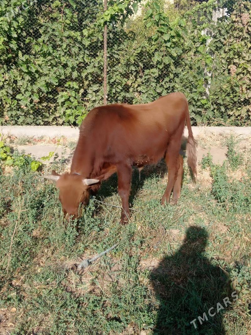 öküz - Farap - img 2