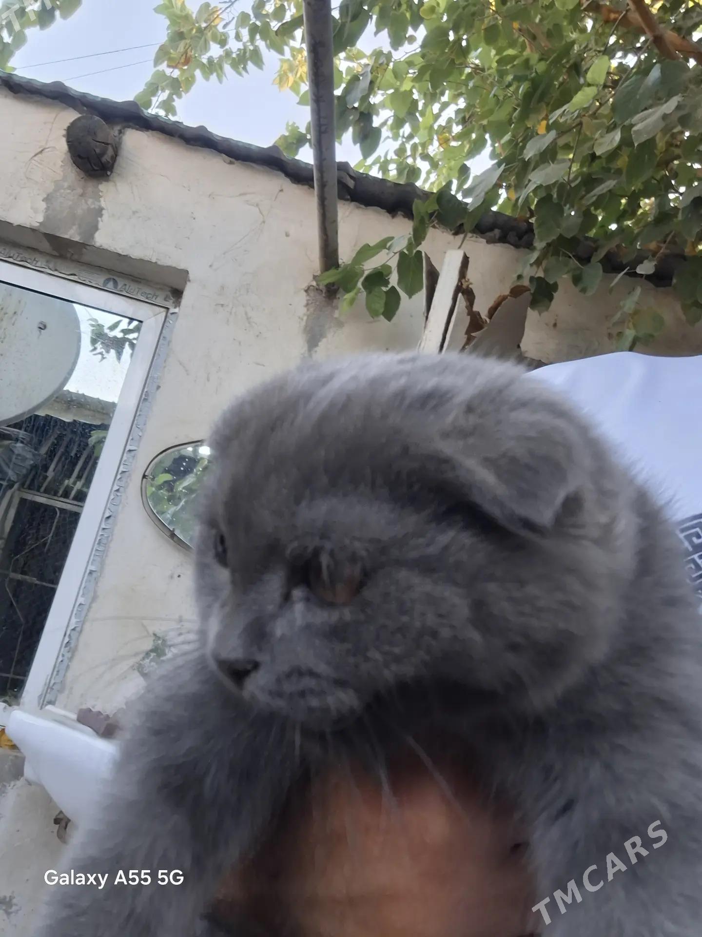 şatlan - Ашхабад - img 3