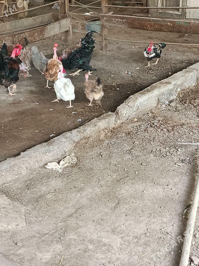 towuk galeşeyka - Гуртли - img 4