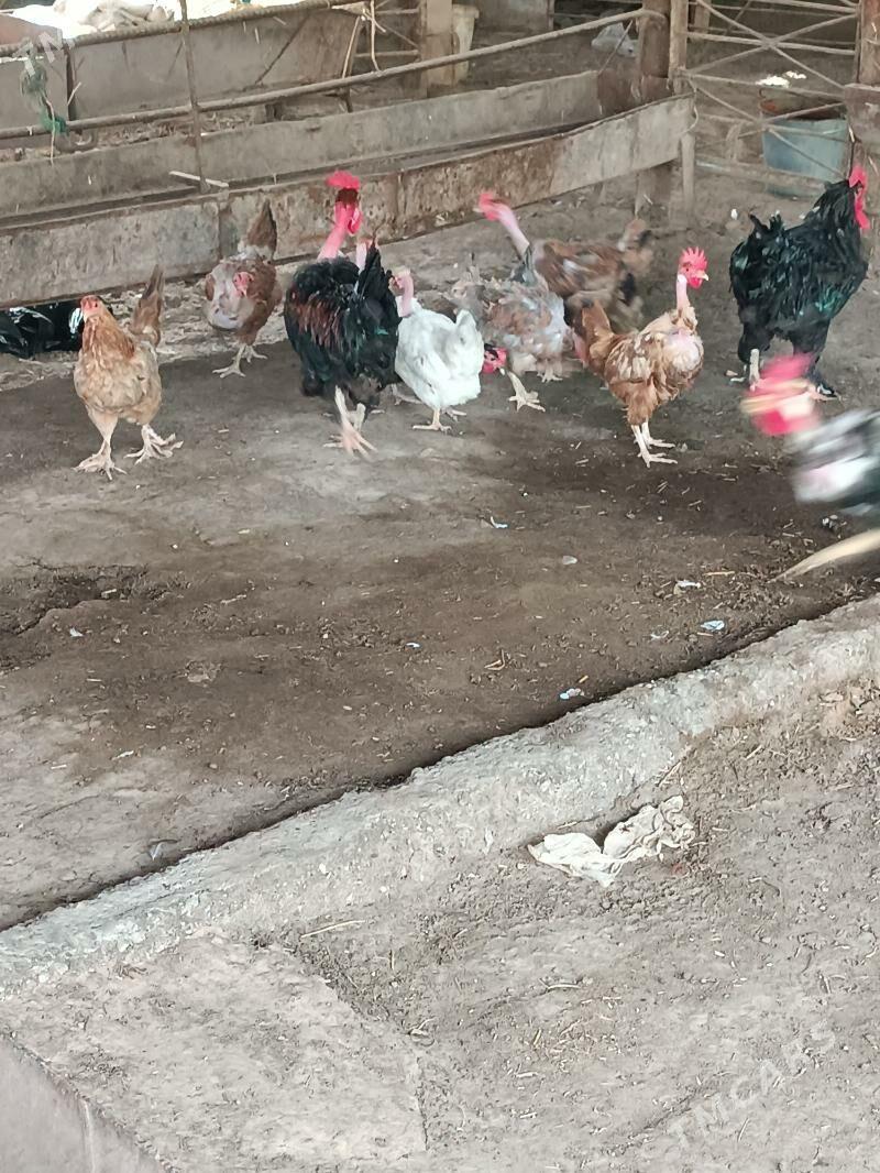 towuk galeşeyka - Гуртли - img 3
