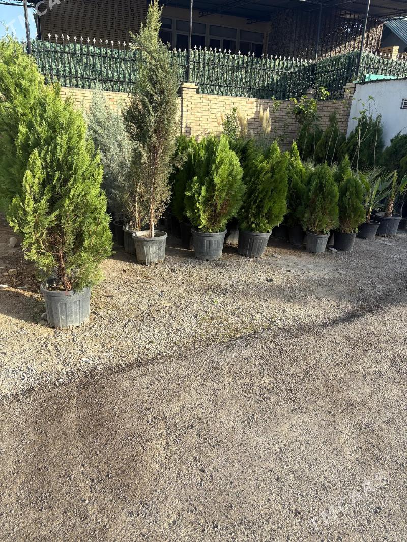 Baglar - Aşgabat - img 1