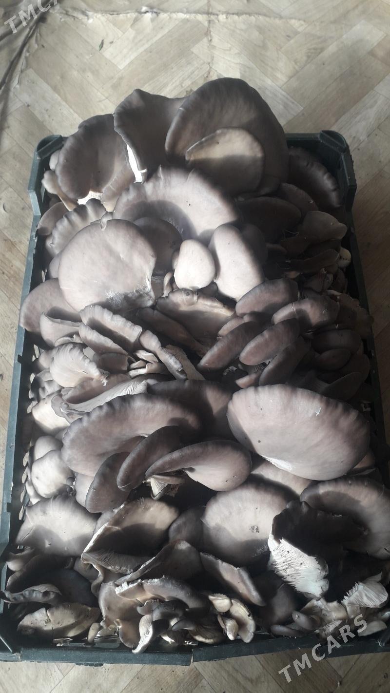 Satlyk komelek tohum,weşenka - Чарджоу - img 7