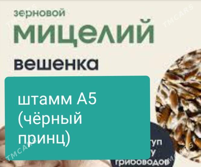 Satlyk komelek tohum,weşenka - Чарджоу - img 6