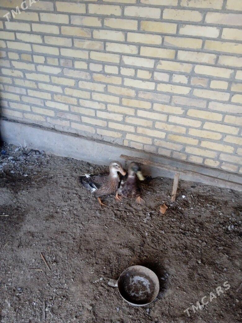gak gak ordek - Фарап - img 2