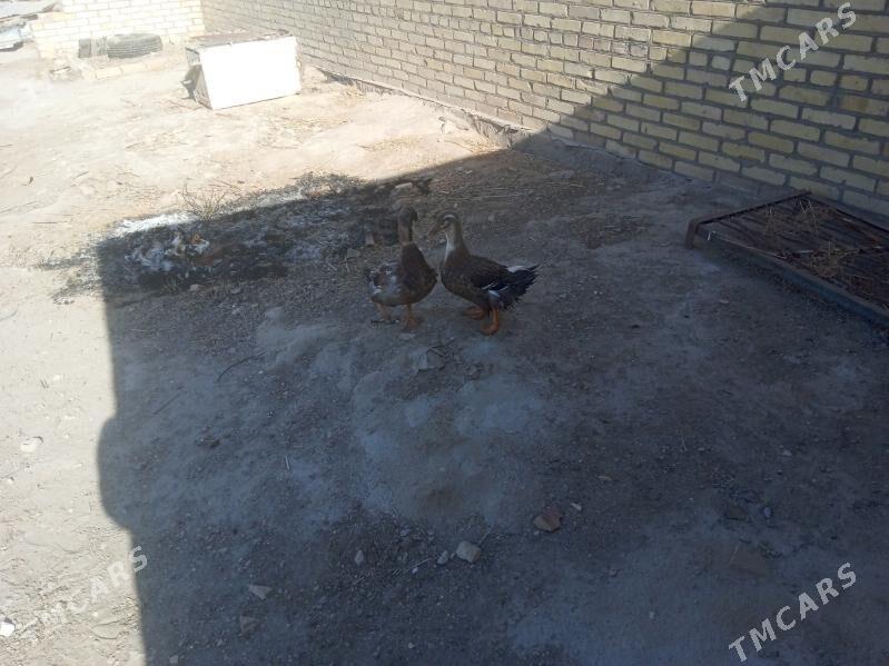 gak gak ordek - Фарап - img 3