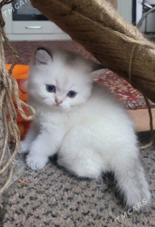 шотландские котята - Ашхабад - img 1
