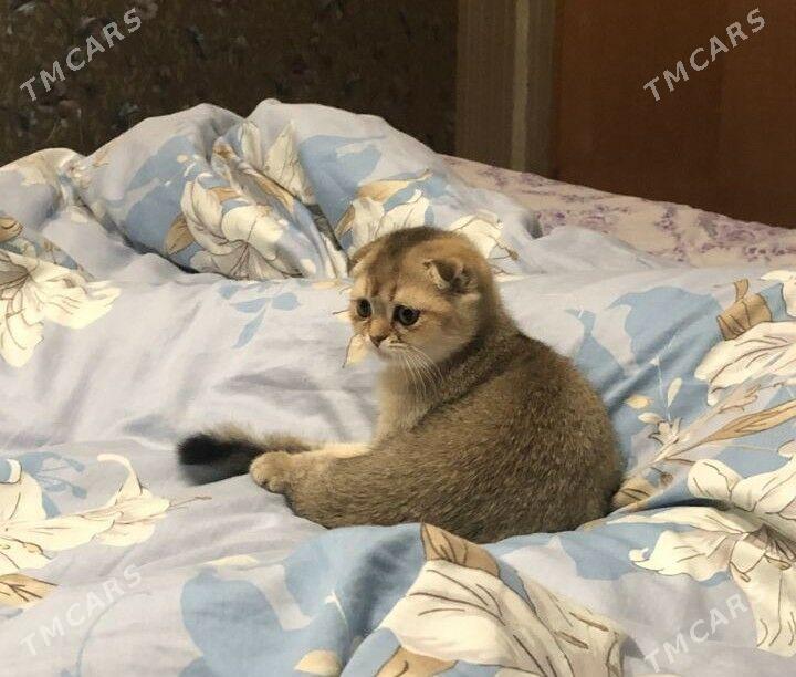 шотландские котята - Ашхабад - img 5