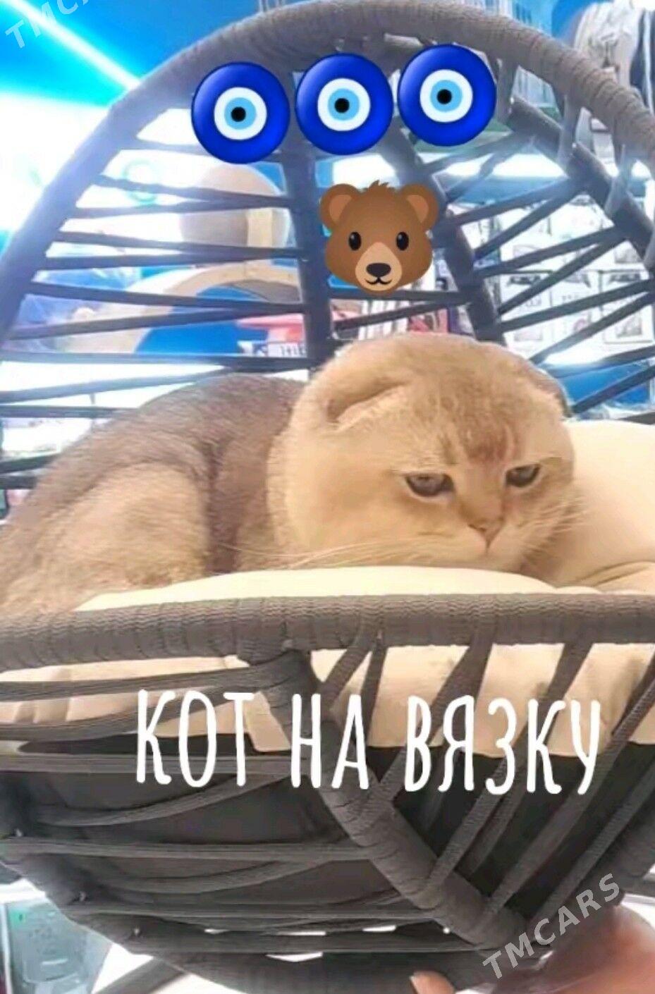 шотландские котята - Ашхабад - img 3